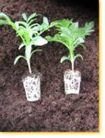 Rasaduri legume Rosii bio